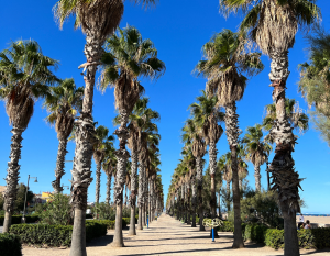 palmbomen bij het strand in Valencia