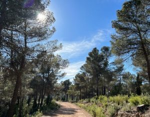 bos in Spanje met blauwe lucht