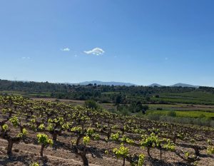 wijnvelden in spanje valencia