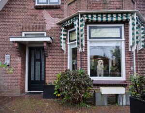 hond staat voor het raam te kijken