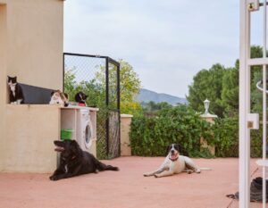 honden en katten liggen buiten in Spanje