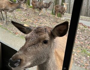 hert in de belgische ardennen