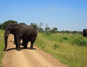 olifant op de weg in Zuid-Afrika