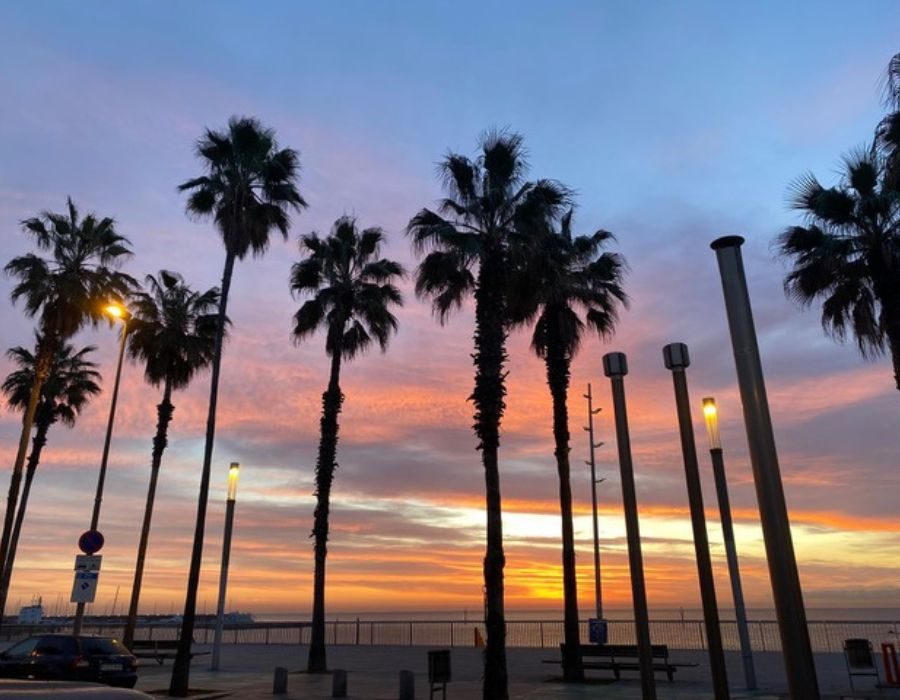 palmbomen in Bardelona met zonsondergang