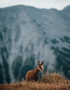 wildlife bij een berg in Bulgarije