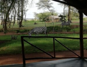 zebras in nature next to your office