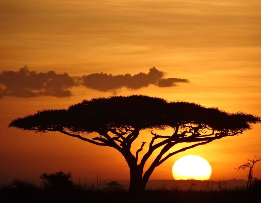 Tree with setting sun in Tanzania