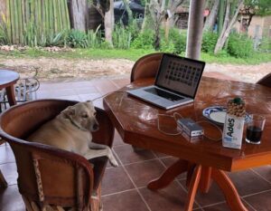 dog on the chair and laptop on the table