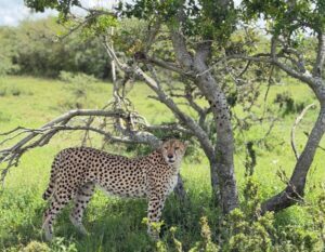 cheeta in maasai mara national park