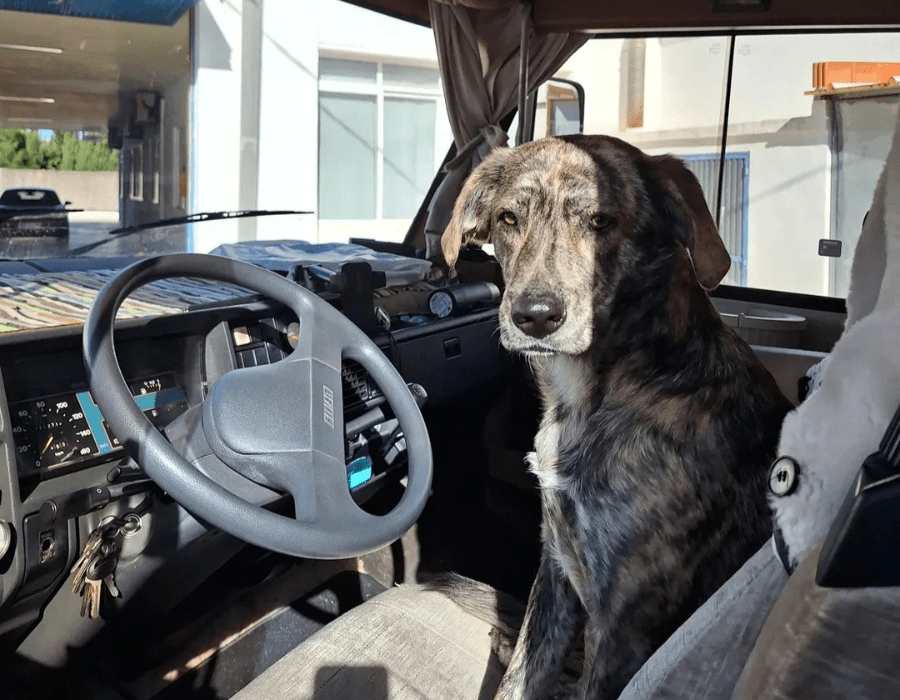pim's dog in the camper