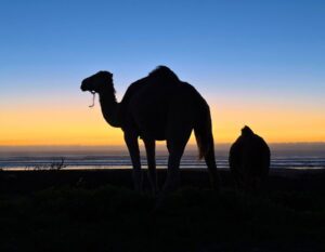 Camel with a sunset and silhouette on the beach